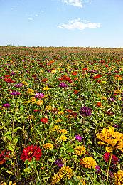 《游灵》迎来大更新  新增2个可玩角色